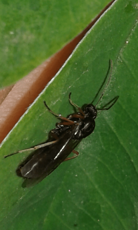 Hymenoptera da ID